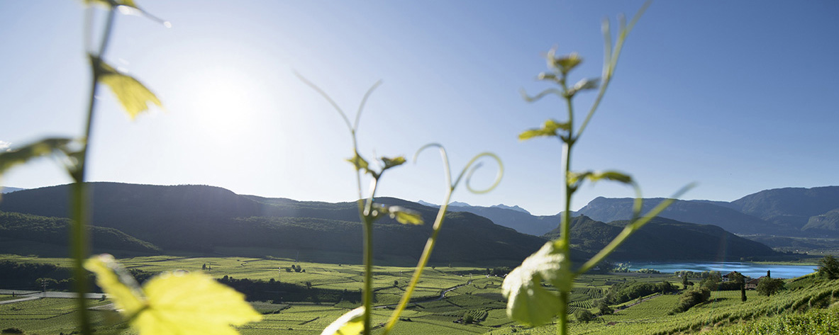 Sommerbeginn in den Weinbergen - Helmuth Rier.jpg